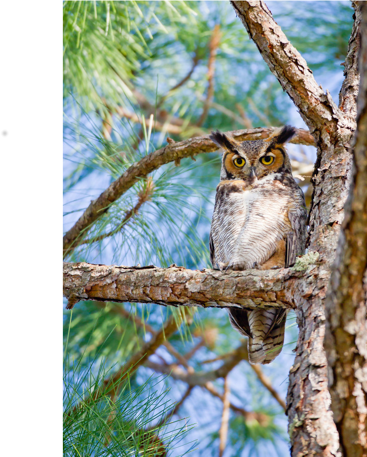 Great Horned Owl - Eastern Screech Owl (1000x1000), Png Download