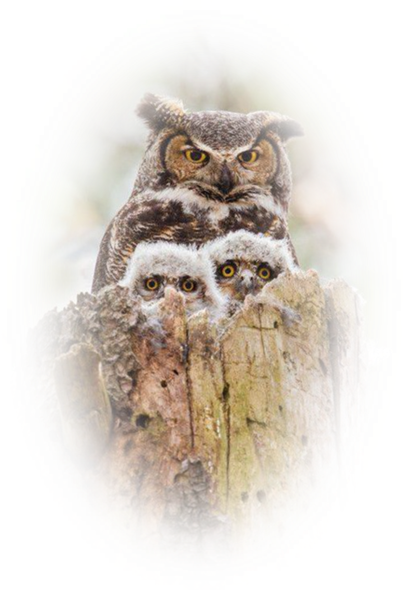 Image6 22 - Owl Mother And Baby (800x1196), Png Download