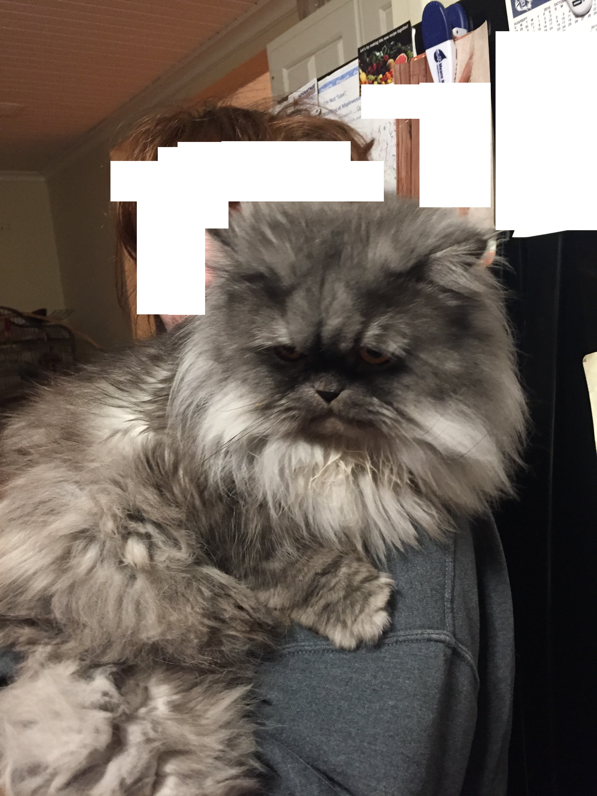 Persian Cats (2448x3264), Png Download