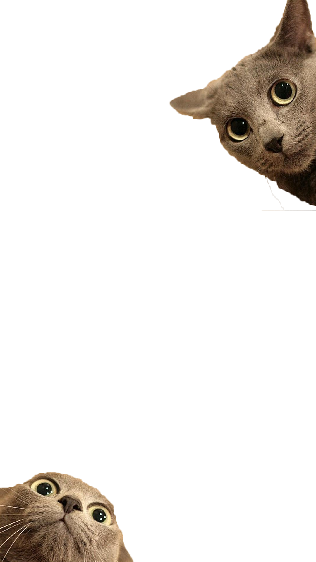 Filter By Smikkelbeer Snapprefs - Transparent Cat Funny (1080x1920), Png Download