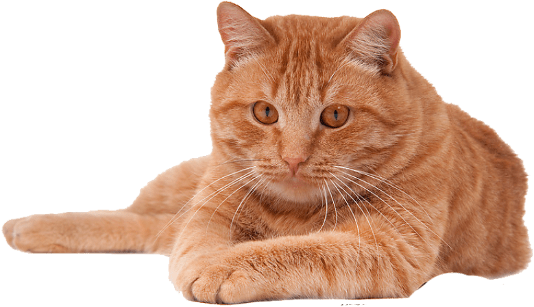 Free Png Red Cat Png Png Images Transparent - Cat Png File (850x566), Png Download