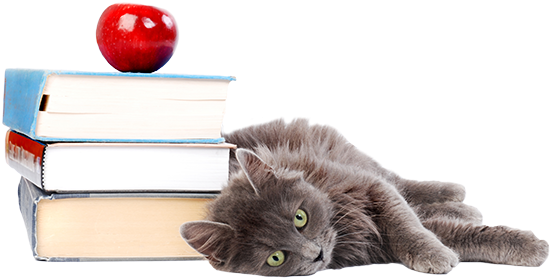 Cat With Books Transparent Small - Dog Cat Back To School (550x340), Png Download