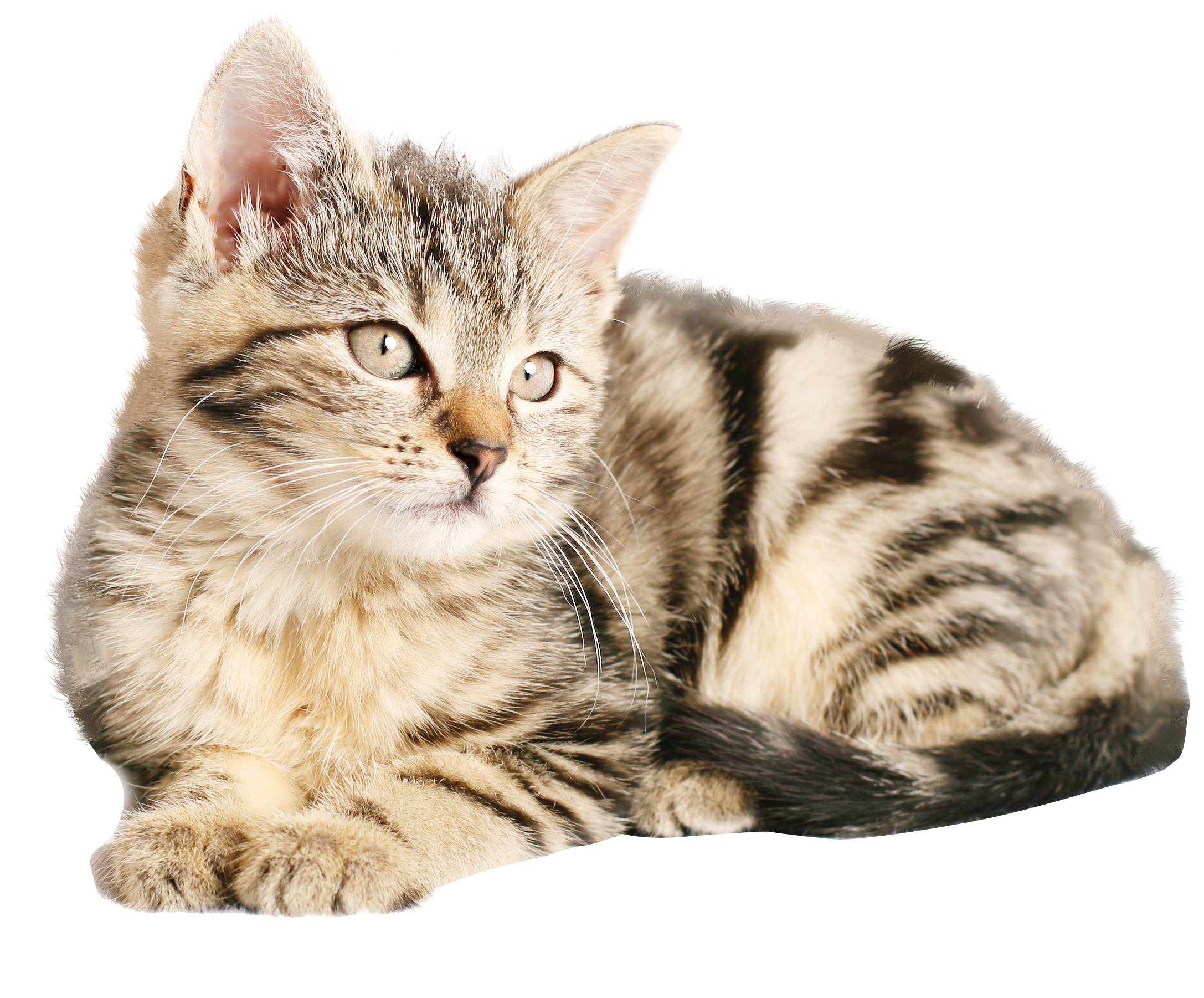Png Images Of Cat (2232x1920), Png Download