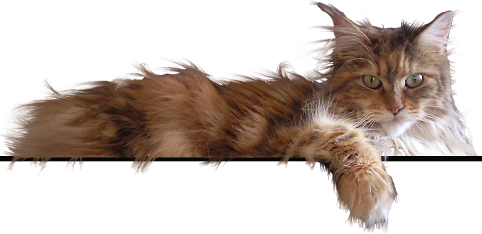 Home Page Png - Maine Coon Cats Png (974x474), Png Download