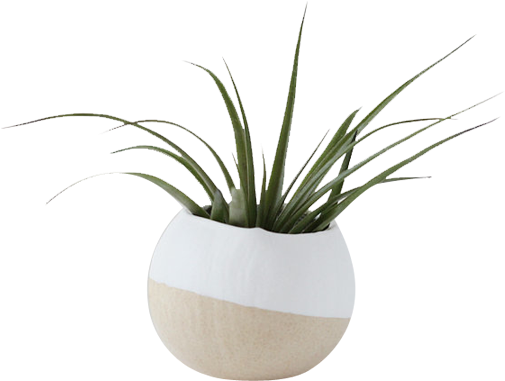 White Air Plant Pot - White Vase Plant Png (560x422), Png Download