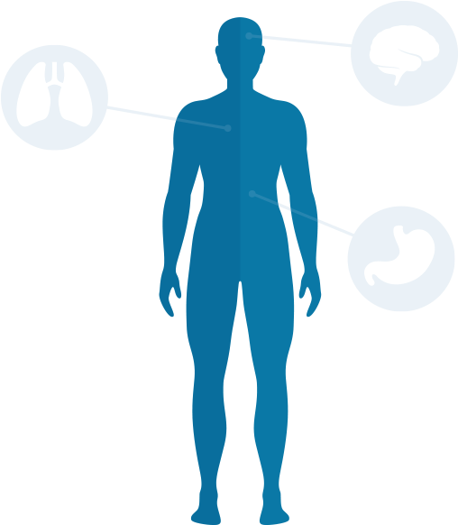 Body Download Png - Aorta (524x600), Png Download