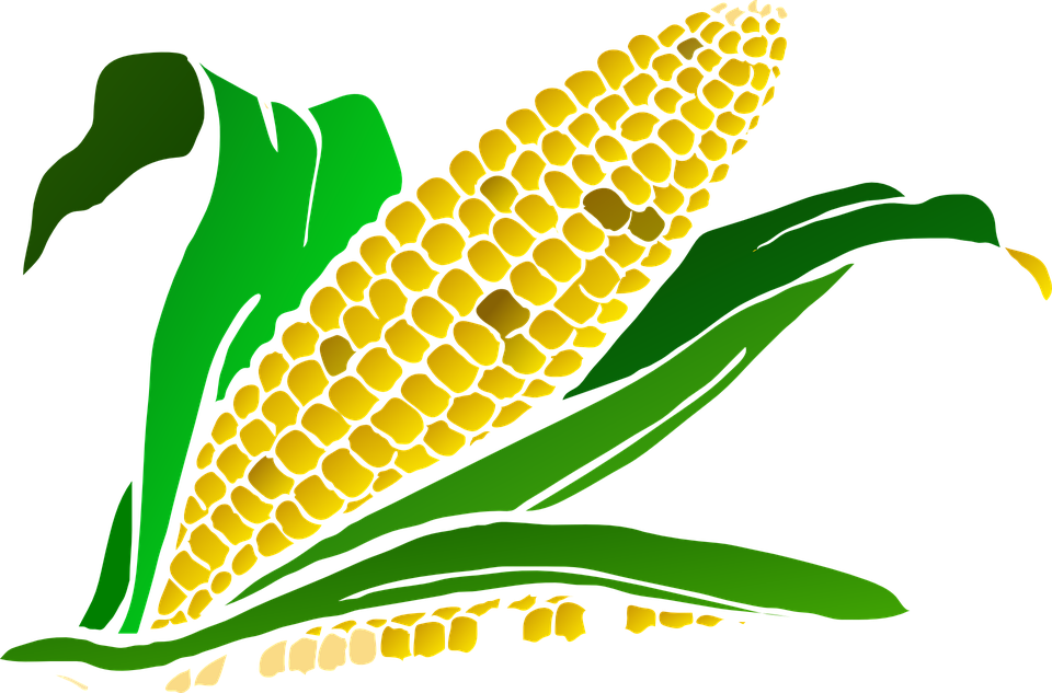 Corn Clipart Harvesting Crop - Corn Clip Art Png (960x633), Png Download