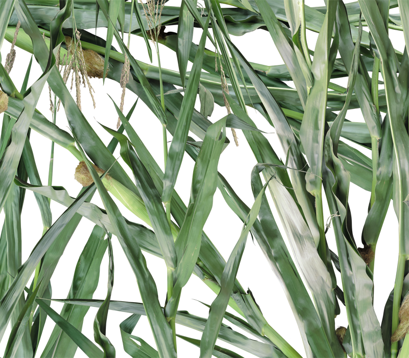 E013 Green Corn - Maize (800x700), Png Download