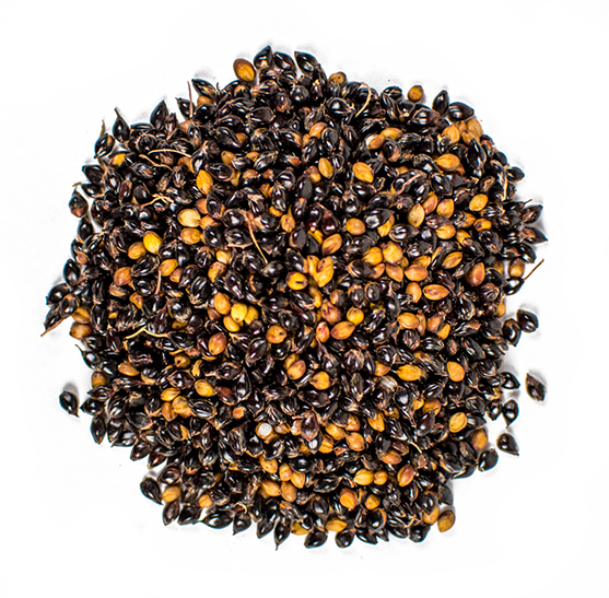 Date Palm (557x547), Png Download