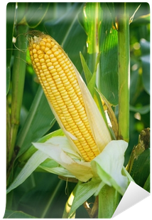 Corn Maize Ear On Stalk In Field Wall Mural • Pixers® - Maize (400x400), Png Download