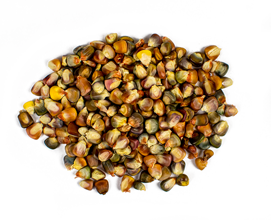 Chestnut (540x440), Png Download