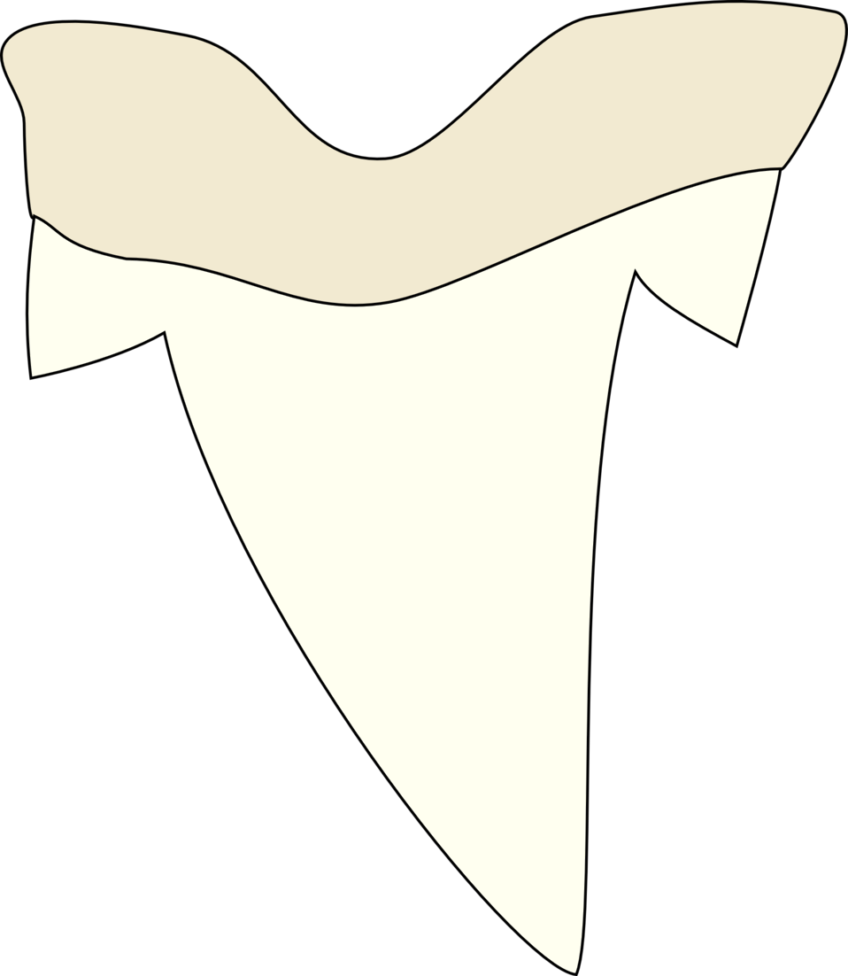 Shark Tooth Clip Art At Clipartimage - Shark Tooth Clip Art (516x594), Png Download