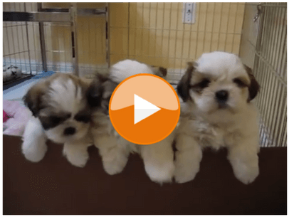 12 Best Shihtzu Youtube Videos - Süße Hunde (560x315), Png Download