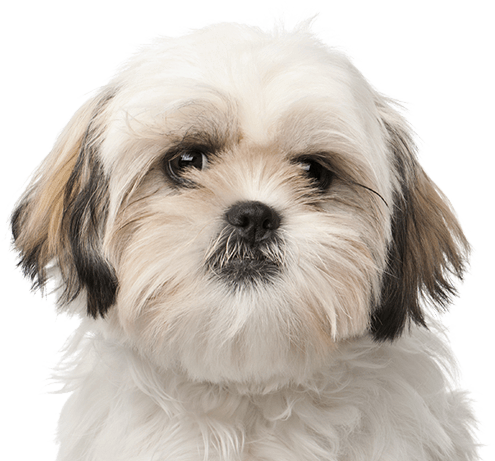 Sprawdź, Czego Potrzebuje Twój Szczeniak - Royal Canin Shih Tzu Junior (495x461), Png Download