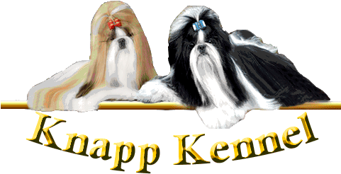 Shih Tzu Knapp Kennel - Shih Tzu (480x309), Png Download