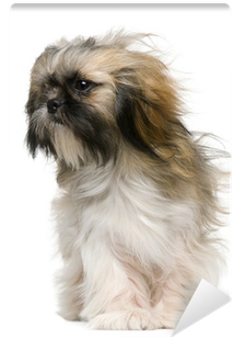 Shih Tzu, 1 Year Old, With Windblown Hair Wall Mural - Mal-shi (400x400), Png Download