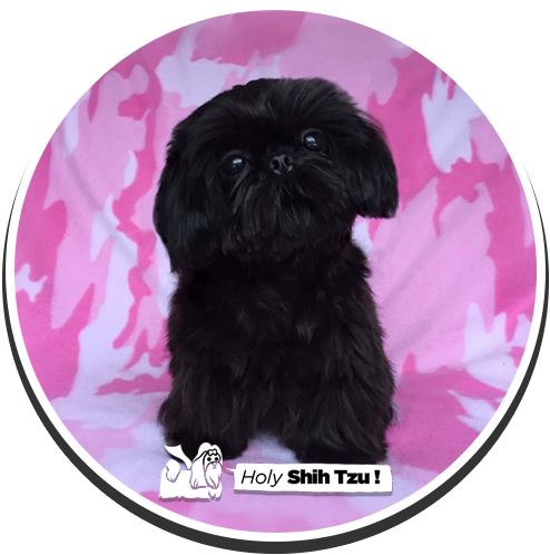 Lil' Kyloren - Shih-poo (500x500), Png Download
