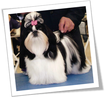 Shih Tzu (361x357), Png Download