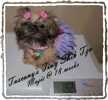 Mazie5mo-381x359 - Shih-poo (381x359), Png Download