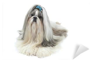 A Big Star Is Born - Shih Tzu (400x400), Png Download