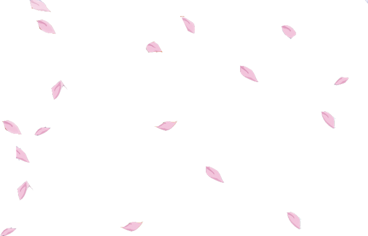 Sakura Petals Flower Floral Falling Floating Pink - Sakura Petals (731x469), Png Download