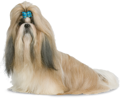 Shih-tzu - Shih Tzu (580x450), Png Download