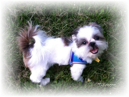 What A Handsome Little Man, And Look At Those Beautiful - Shih-poo (421x316), Png Download