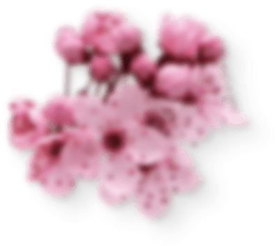 Left Side Sakura - Geranium (394x353), Png Download