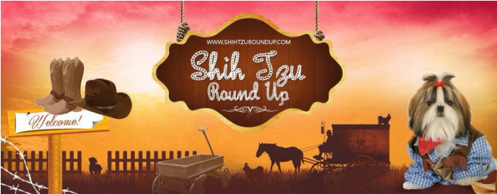 Welcome To Shihtzu Roundup - Dog (699x327), Png Download