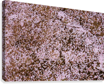 Sakura Petals Canvas Print - Cake (429x344), Png Download