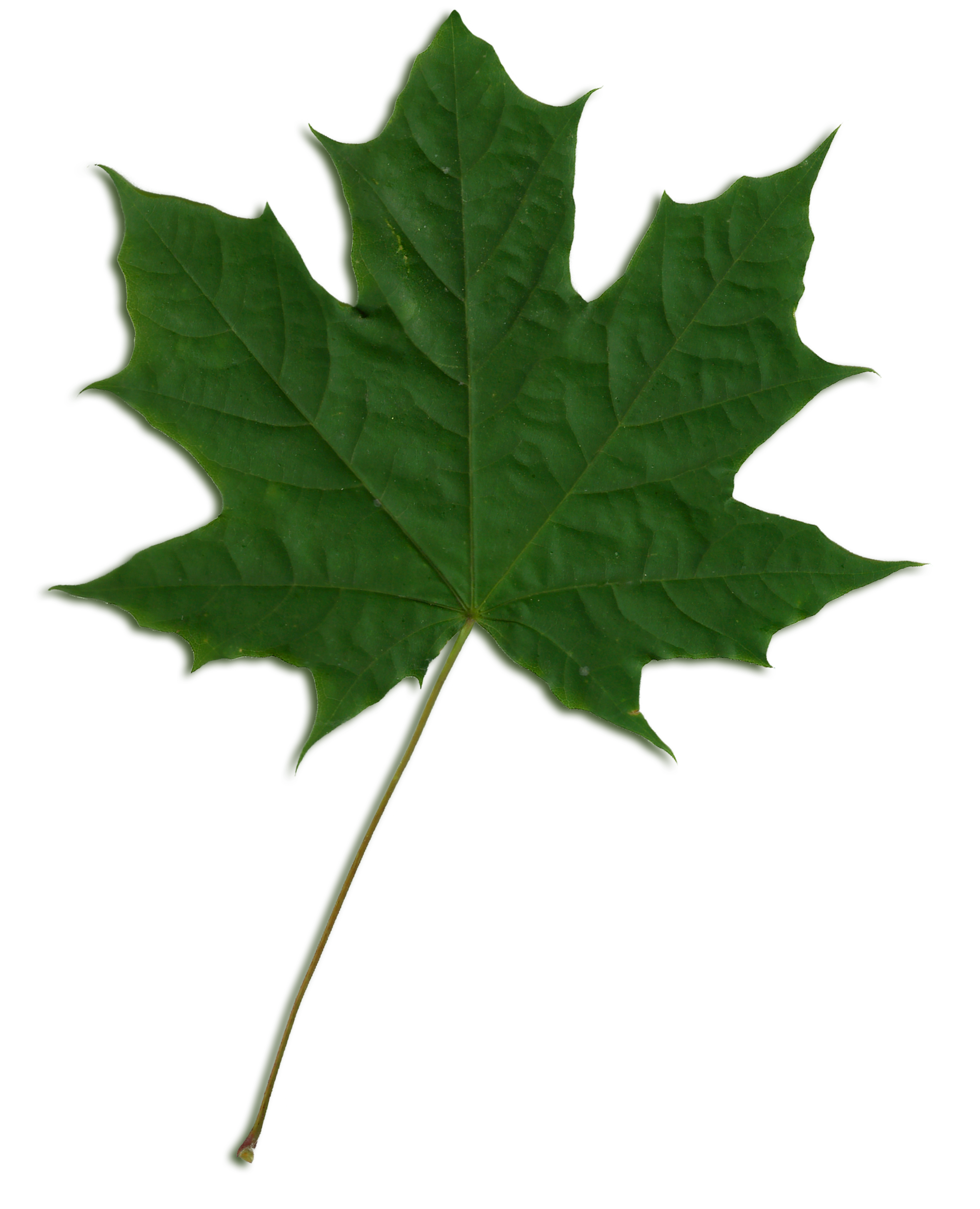 Green Maple Leaf Png Jpg Royalty Free Download - Maple Leaf Png Green (1836x2188), Png Download