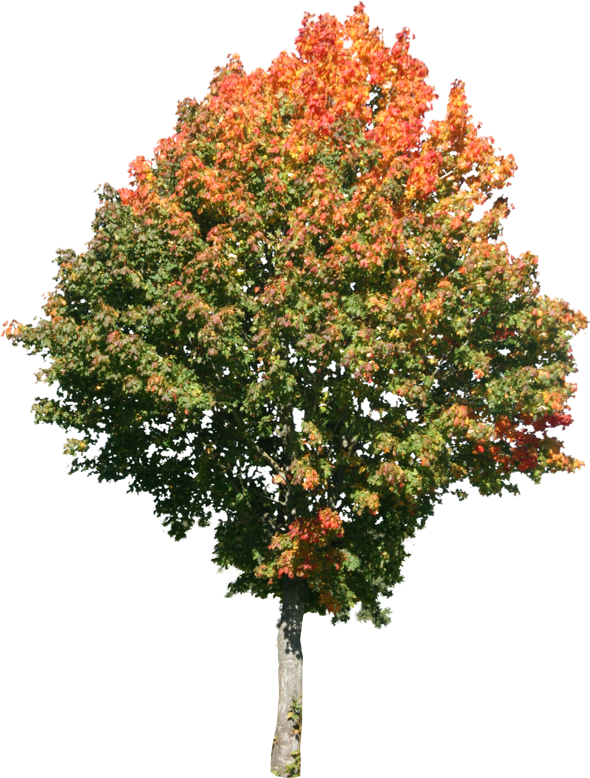 Maple Tree Png Clipart Black And White Library - High Resolution Trees Png (2360x3110), Png Download