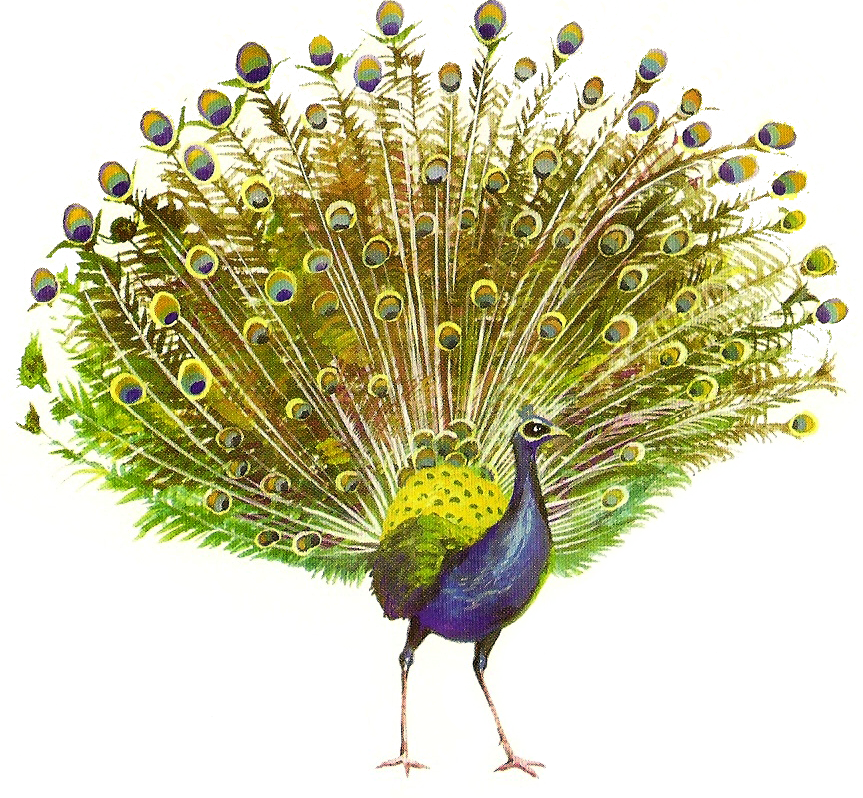 Peacock Png Hd (863x798), Png Download