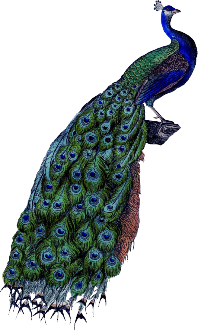 Image - Peacock Business Card (656x1089), Png Download