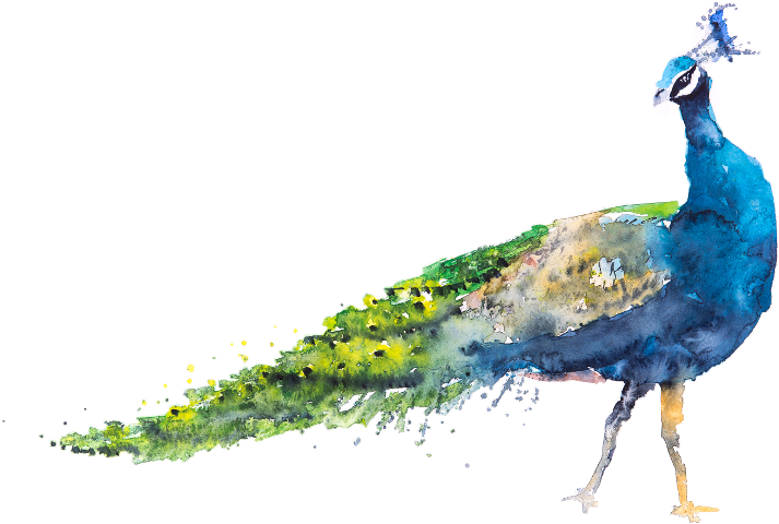 Peacock Watercolor (713x480), Png Download