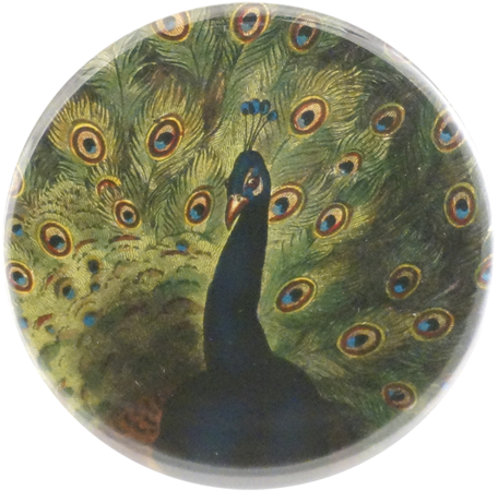 Collection Name - Peafowl (500x500), Png Download