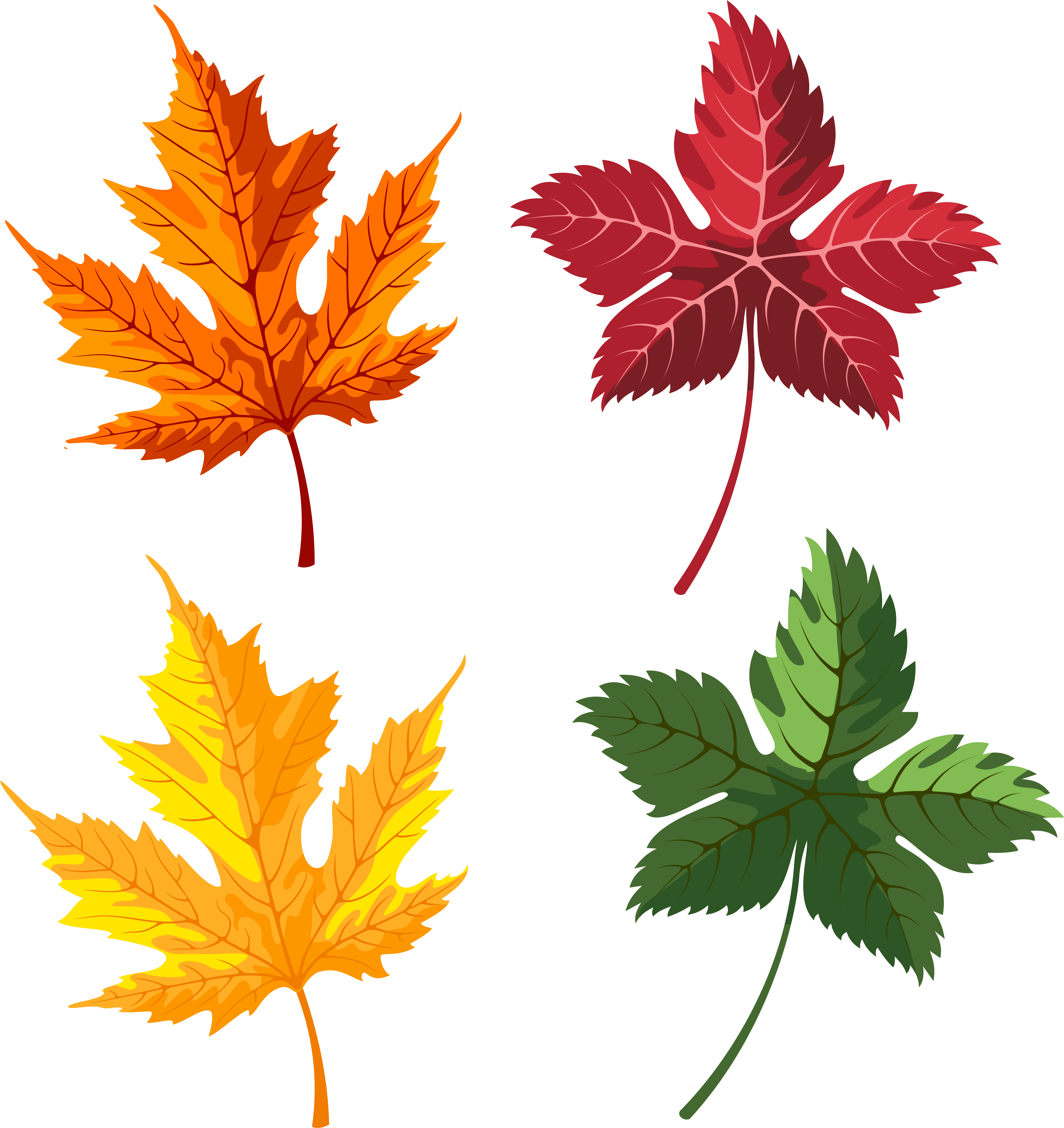 Осенние листья картинки для оформления. Maple кленовый лист. разные листья. листики осенние. листья рисунок.
