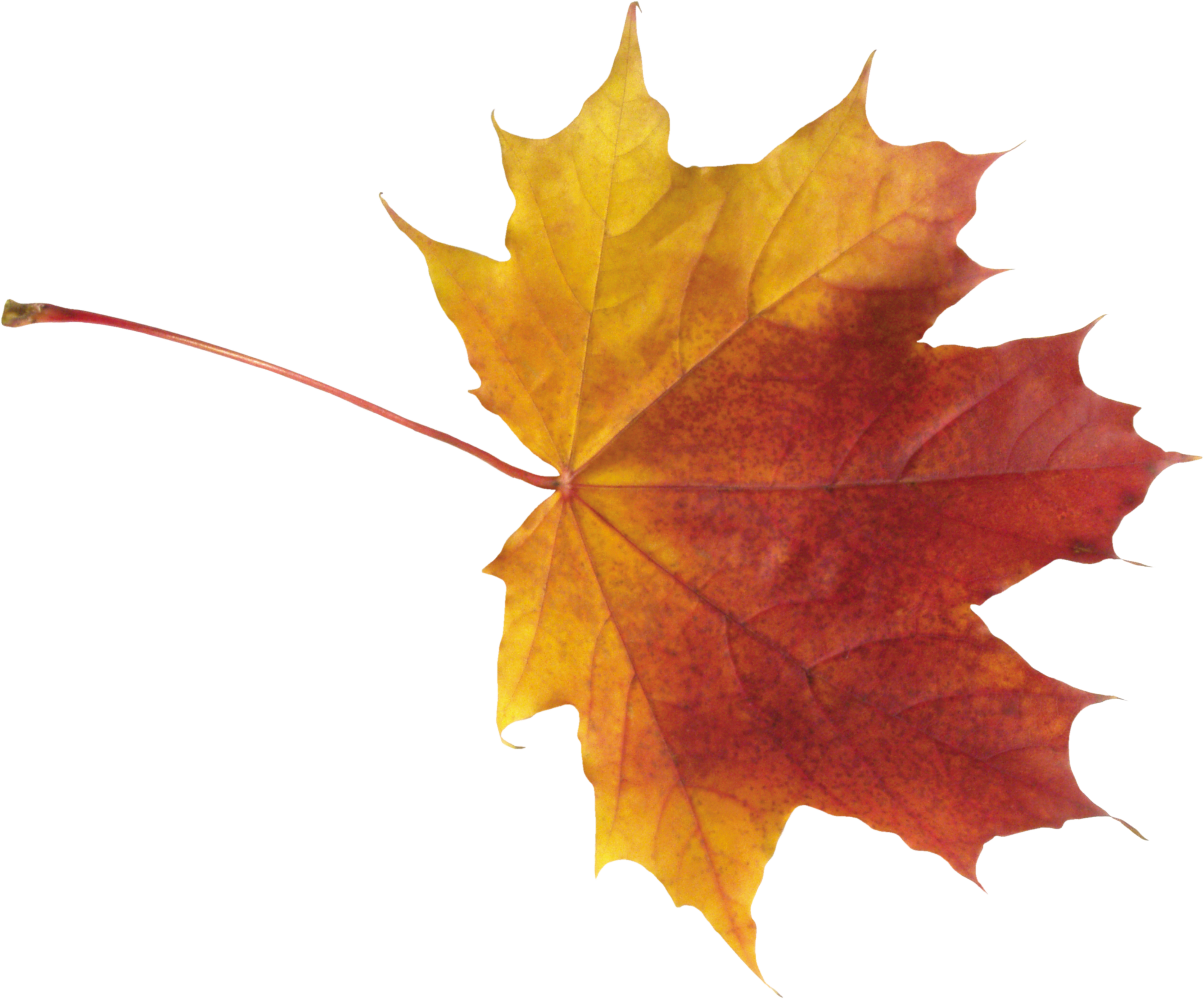 Free Png Autumn Leaf Png Images Transparent - Autumn Leaves Png (850x706), Png Download