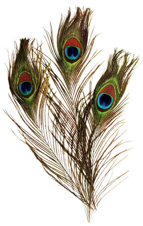 Peacock Feather Pictures - Chenille Kraft Peacock Feathers, 36" - 12 Pack (488x750), Png Download