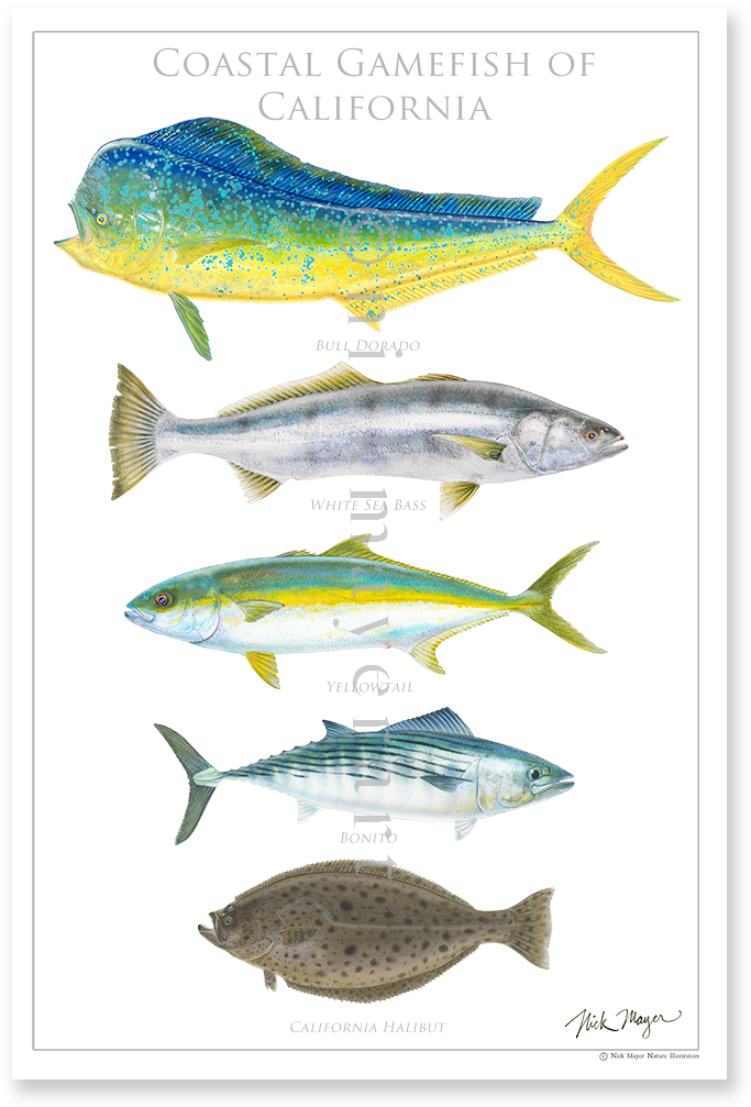 Download A Collection Of The Five Iconic Species Of California White Sea Bass Art Full Size