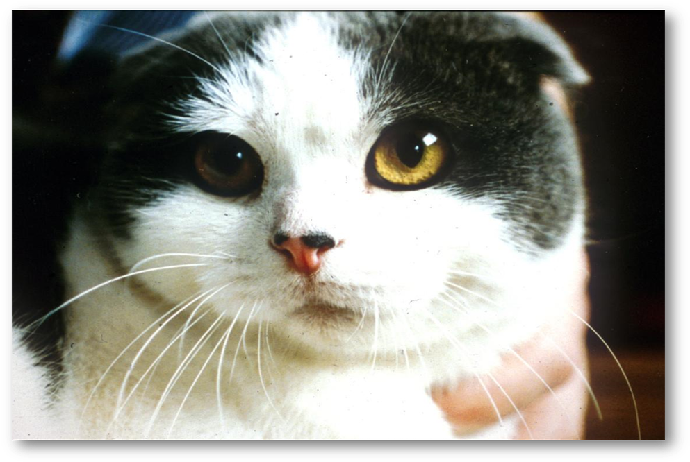 Cute And Condemned To Suffering It S - Australian Breed Of Cats (1000x673), Png Download