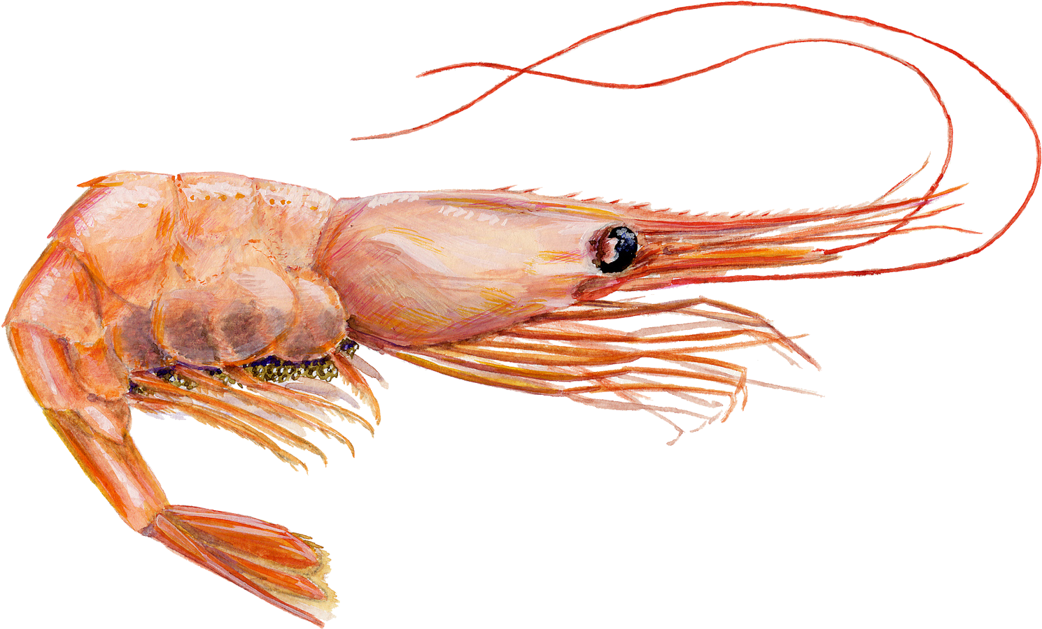 Greenland Halibut - Examples Of An Exoskeleton (1560x990), Png Download