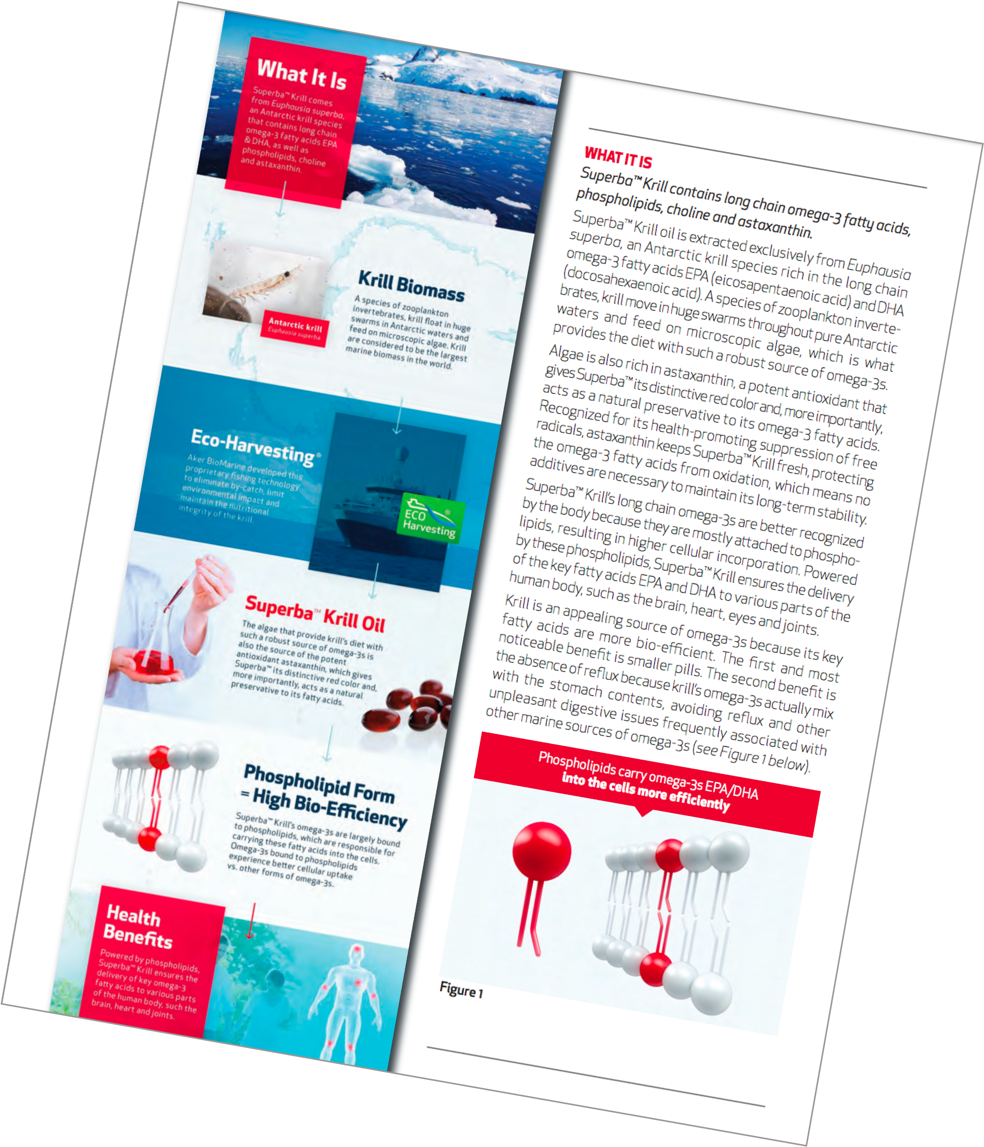 Superba Krill Brochure - Antarctic Krill (2802x2466), Png Download