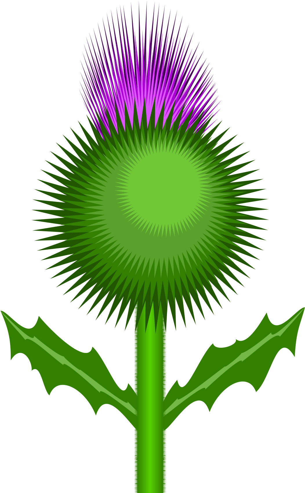 Scottish Thistle By @kevie, The Flower Of Scotland - Scottish Thistle No Background (1697x2400), Png Download