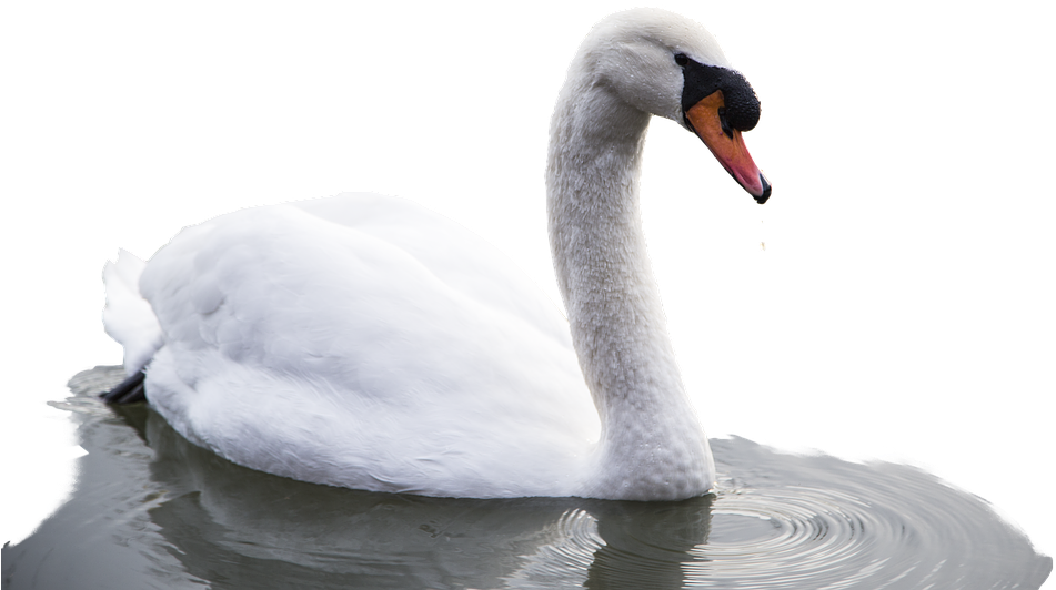Animal, Bird, Swan, Water, Nature, White, Swim - Cygnini (960x554), Png Download