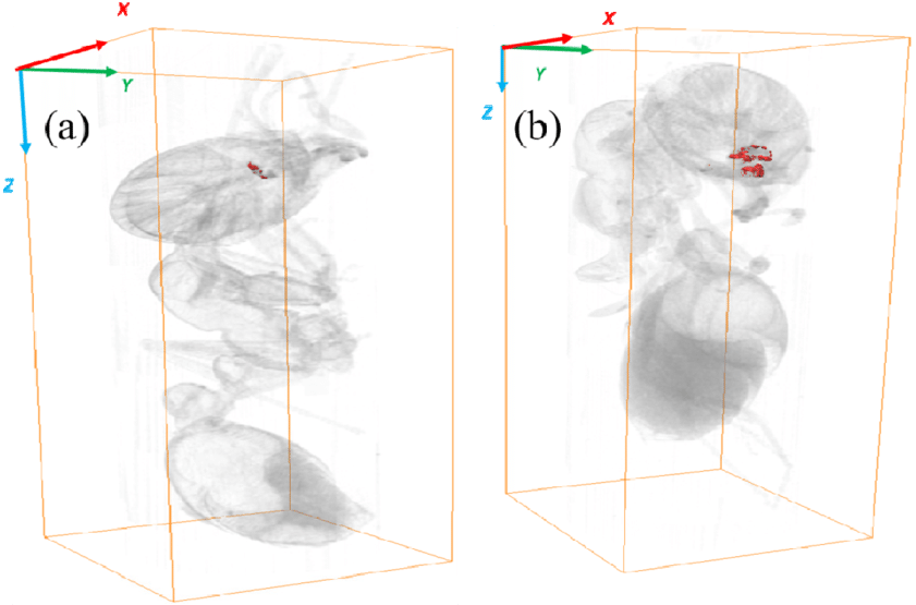 Three Dimensional X-ray Imaging Of Ucnps Inside Two - Common Fig (850x565), Png Download