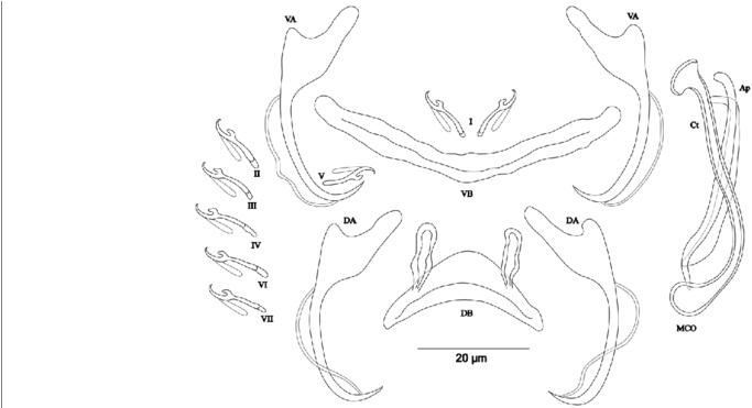 Da, Dorsal Anchor - Sketch (850x370), Png Download