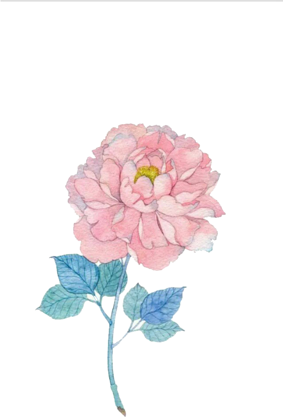 Common Sunflower Watercolor Painting Illustration - Hình Vẽ Hoa Thuoc Duoc (581x857), Png Download