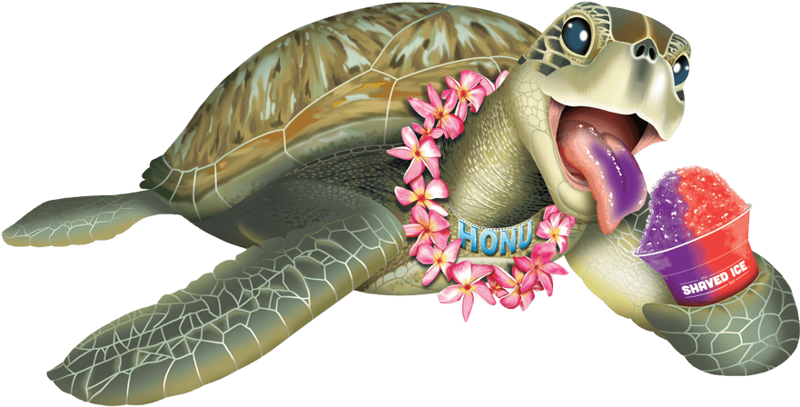 About The Green Sea Turtle - The Shaved Ice Bar (960x570), Png Download