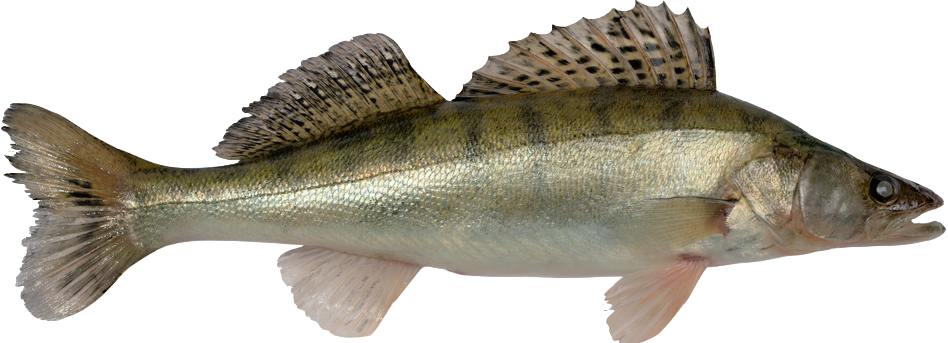 Catching Methods - Pike Perch Fish (948x343), Png Download